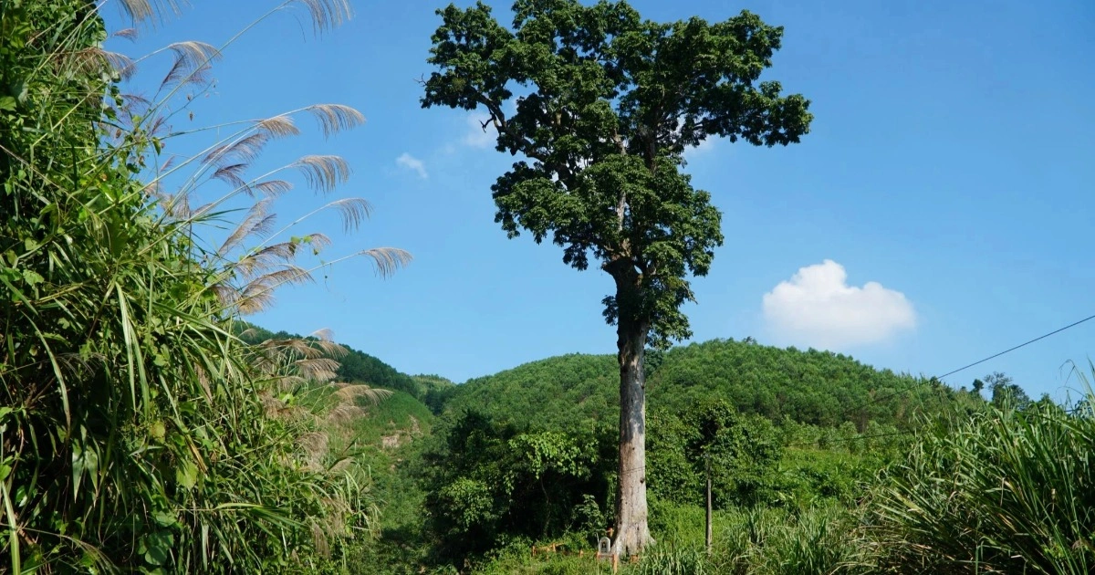 Những Vị Trí Có Nhiều Lim Ta Nhất Tại Việt Nam | Gỗ Lim Thanh Hóa